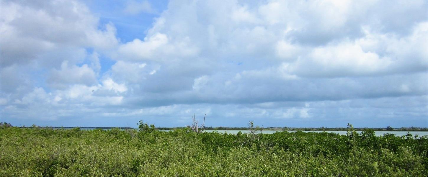 Lush mangroves lead out to blue sky