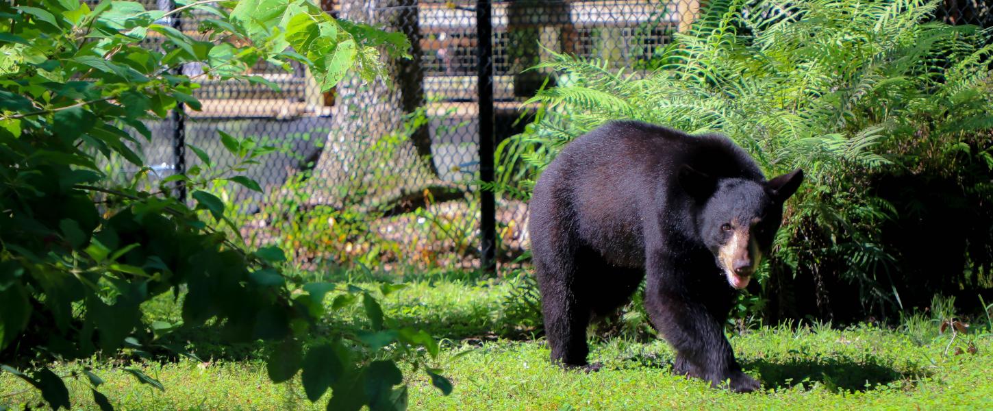 Maximus the Florida black bear walks through his exhibit.