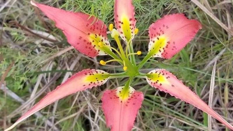 A pink pine lily.