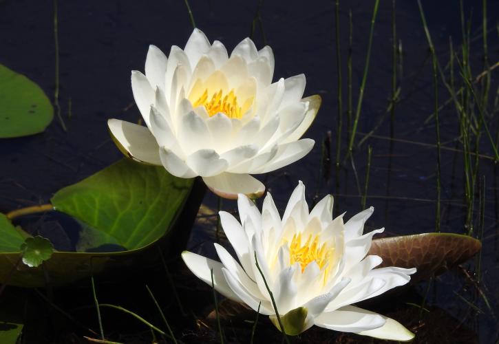 Water lilies in bloom.