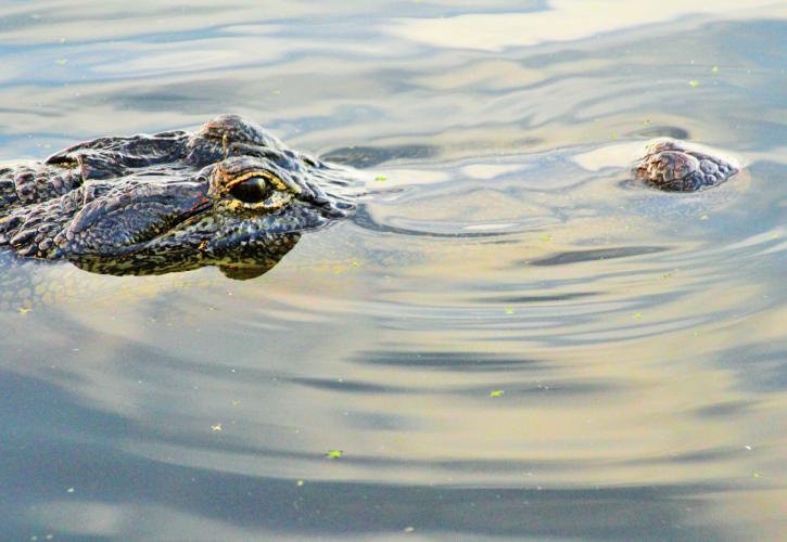 Eyes and nose of an alligator peek up through calm water.