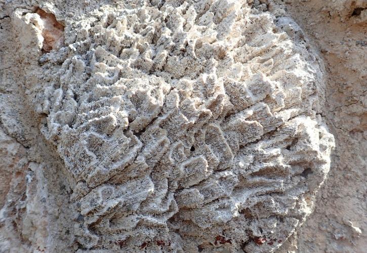 Brain coral fossil on home exterior