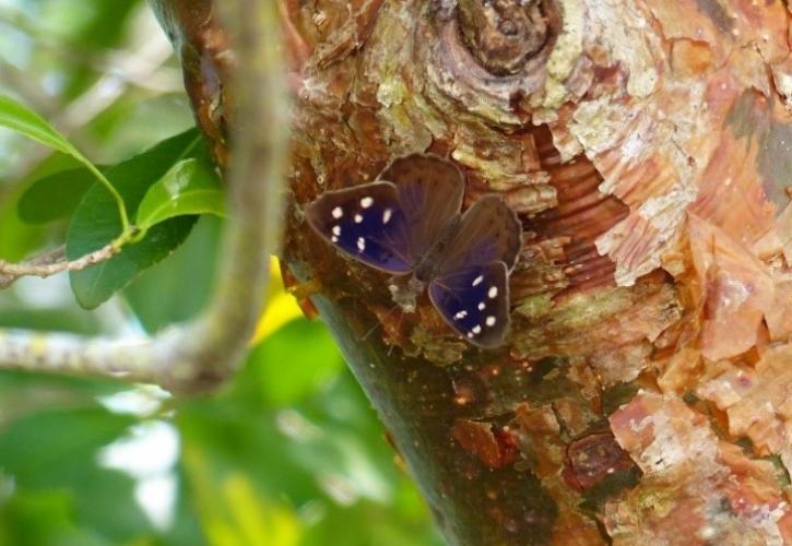 Florida Purplewing butterfly on a gumbo limbo tree -photo by Susan Kolterman