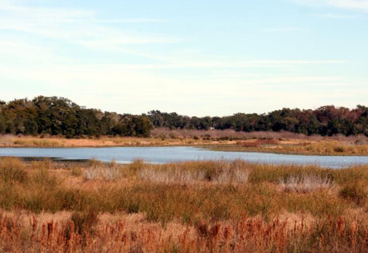 a large lake lies behind a sea of amber grasses, with trees on the far shore